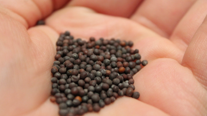 ../images/mustard_seeds_scaled.jpeg